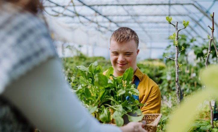 A young man with Downs is in a large greenhouse, carrying a tray of plants. They look about ready to pot on.
