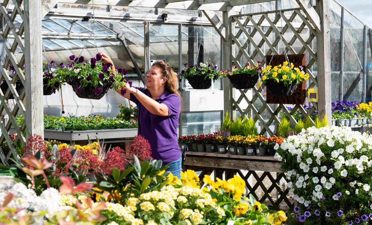 Jo is deadheading the hanging baskets at Englefield. She is surrounded by colourful flowers.